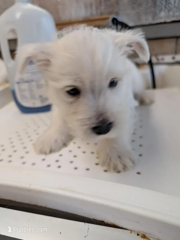 Puppy One – West Highland White Terrier puppy for sale in Rochester, WA