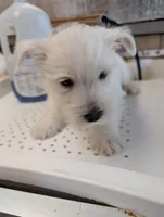 Puppy One, a male West Highland White Terrier for sale in Rochester, WA – 1 of 3
