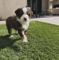 Rex, a male Australian Shepherd for sale in San Marcos, CA – Photo 3 of 3