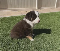 Rex, a male Australian Shepherd for sale in San Marcos, CA – Photo 2 of 3