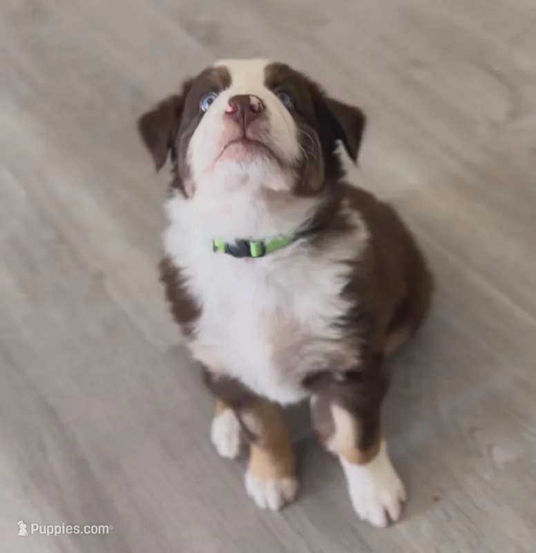 Rex – Australian Shepherd puppy for sale in San Marcos, CA