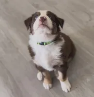 Rex, a male Australian Shepherd for sale in San Marcos, CA – Photo 1 of 3