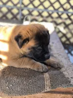 Purcee, a female Chinese Shar-Pei for sale in Harviell, MO – 3 of 3