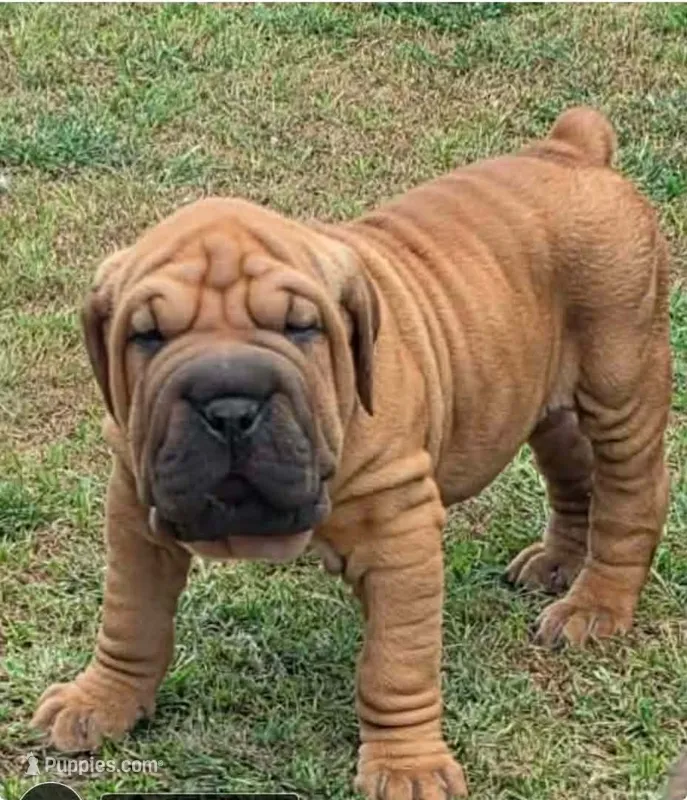 Max – Olde English Bulldogge puppy for sale in Harviell, MO
