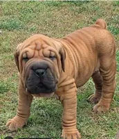 Max, a male Olde English Bulldogge for sale in Harviell, MO – 1 of 1