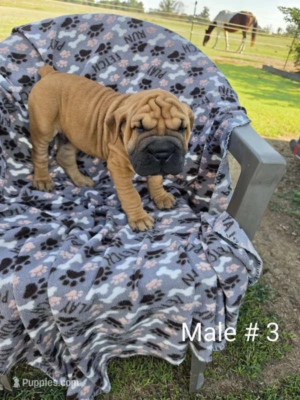 Your choice – Olde English Bulldogge puppy for sale in Harviell, MO