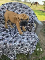 Your choice, a male Olde English Bulldogge for sale in Harviell, MO – 1 of 1