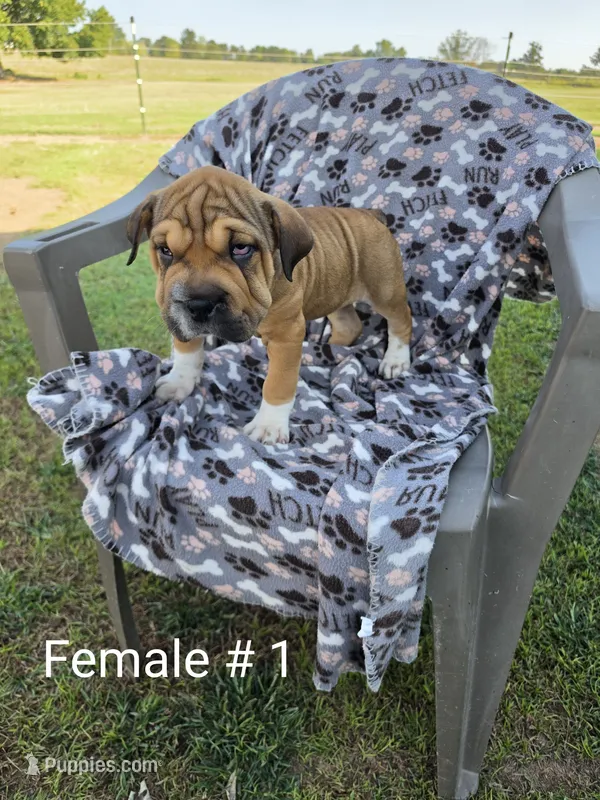 Your choice – Olde English Bulldogge puppy for sale in Harviell, MO