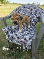 Your choice, a female Olde English Bulldogge for sale in Harviell, MO – 1 of 1