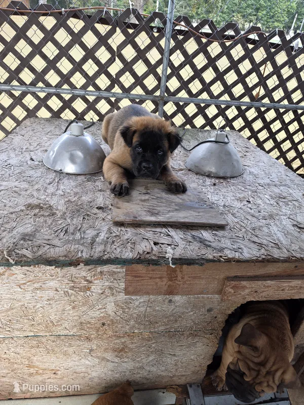 Purcee – Chinese Shar-Pei puppy for sale in Harviell, MO