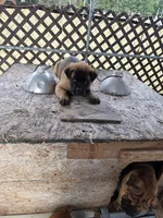 Purcee, a female Chinese Shar-Pei for sale in Harviell, MO – 1 of 3
