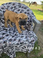 Ratchet, a male English Bulldog for sale in Harviell, MO – 1 of 1