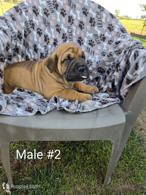 Your choice – Olde English Bulldogge puppy for sale in Harviell, MO