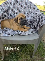 Your choice, a male Olde English Bulldogge for sale in Harviell, MO – 1 of 1