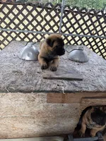 Purcee, a female Chinese Shar-Pei for sale in Harviell, MO – 2 of 3