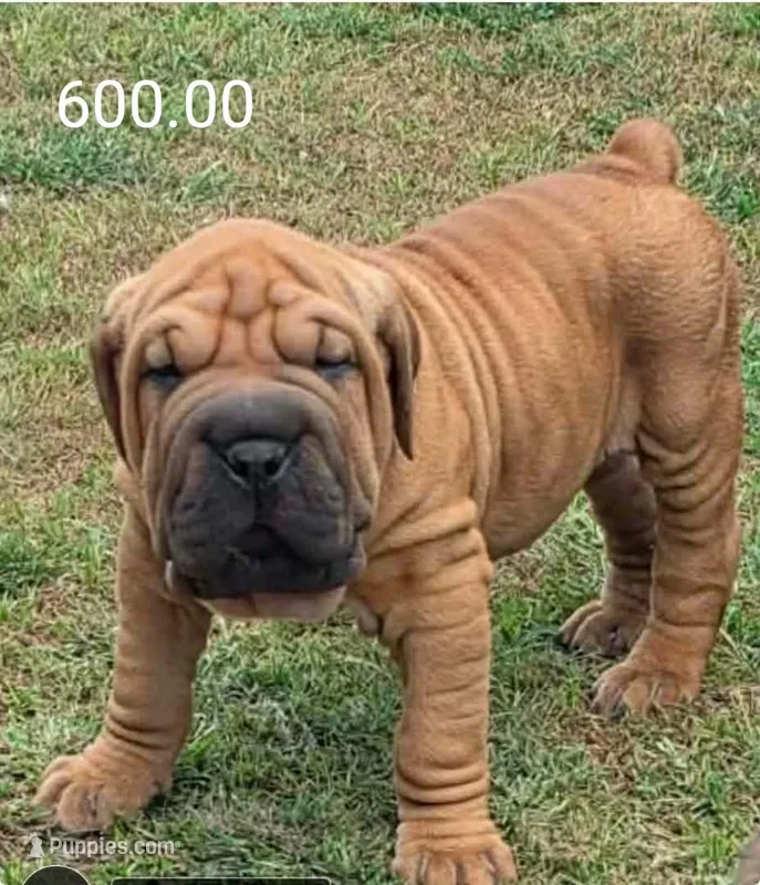 Your choice – Olde English Bulldogge puppy for sale in Harviell, MO