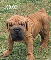 Your choice, a male Olde English Bulldogge for sale in Harviell, MO – 1 of 1