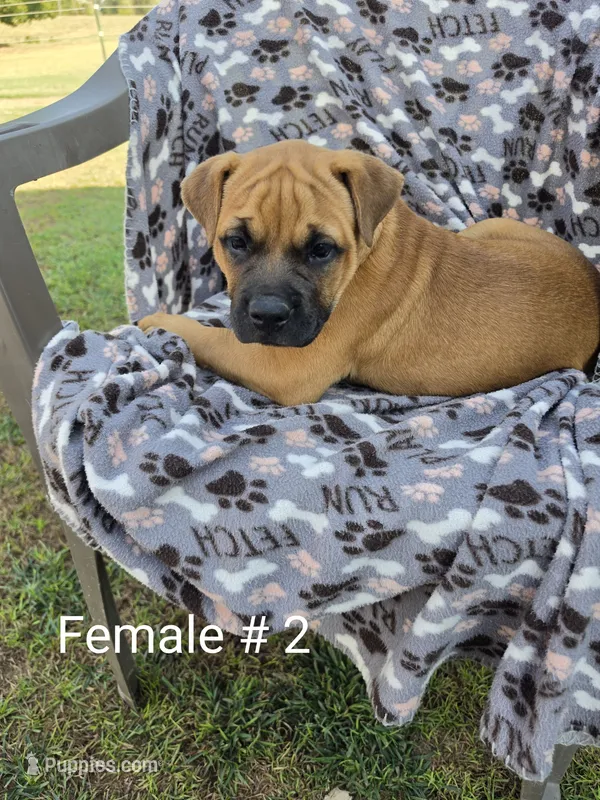 Your choice – Olde English Bulldogge puppy for sale in Harviell, MO