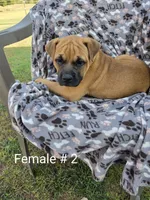 Your choice, a female Olde English Bulldogge for sale in Harviell, MO – 1 of 1