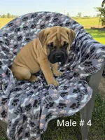 Your choice, a male Olde English Bulldogge for sale in Harviell, MO – 1 of 1