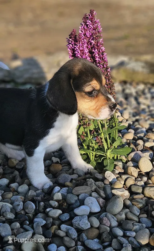 Benny – Beagle puppy for sale in Decatur, IN