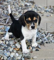KIP, a male Beagle for sale in Decatur, IN – 1 of 1