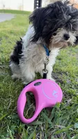Mila, a female Shih Tzu for sale in Montgomery, AL – 2 of 3