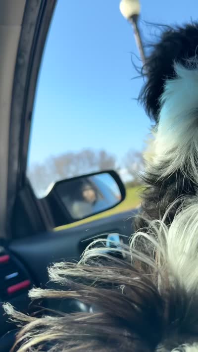Mila, a female Shih Tzu for sale in Montgomery, AL – 3 of 3