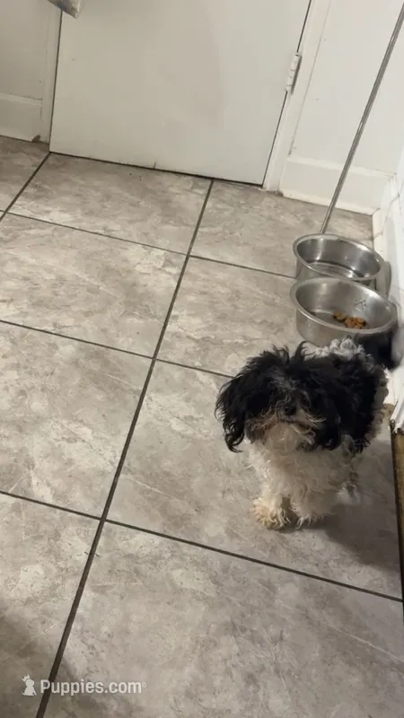 Mila – Shih Tzu puppy for sale in Montgomery, AL