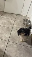 Mila, a female Shih Tzu for sale in Montgomery, AL – 1 of 3