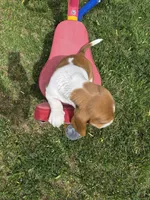Sticks, a male Basset Hound for sale in Aztec, NM – 6 of 8