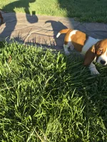 Flotsum, a male Basset Hound for sale in Aztec, NM – 5 of 6