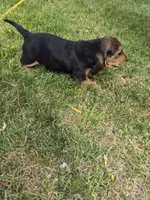 Batman, a male Basset Hound for sale in Aztec, NM – 5 of 7