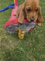 Reeses, a male Basset Hound for sale in Aztec, NM – 2 of 6