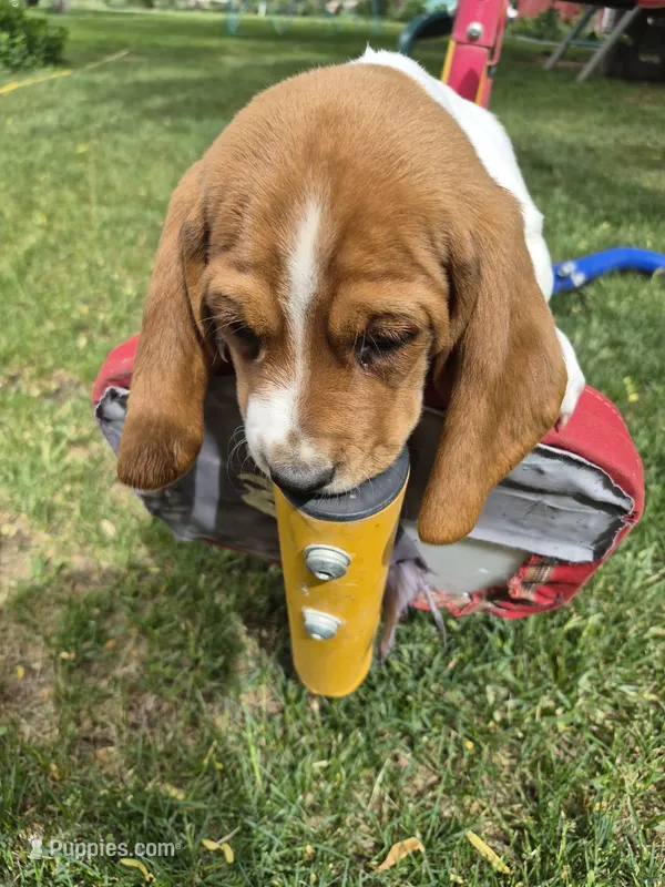Sticks – Basset Hound puppy for sale in Aztec, NM