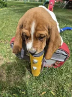 Sticks, a male Basset Hound for sale in Aztec, NM – 2 of 8