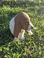 Jetsum, a female Basset Hound for sale in Aztec, NM – 3 of 7