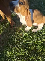 Jetsum, a female Basset Hound for sale in Aztec, NM – 7 of 7