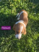 Flotsum, a male Basset Hound for sale in Aztec, NM – 3 of 6