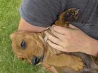 Reeses, a male Basset Hound for sale in Aztec, NM – 1 of 6