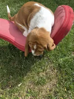 Sticks, a male Basset Hound for sale in Aztec, NM – 7 of 8