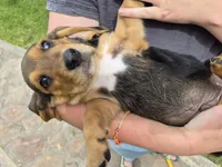 Batman, a male Basset Hound for sale in Aztec, NM – 7 of 7