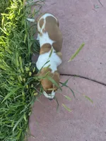 Jay, a male Basset Hound for sale in Aztec, NM – 7 of 9