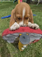 Sticks, a male Basset Hound for sale in Aztec, NM – 4 of 8