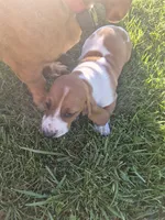 Jay, a male Basset Hound for sale in Aztec, NM – 5 of 9