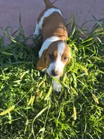Jetsum, a female Basset Hound for sale in Aztec, NM – 4 of 7