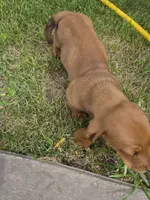 Reeses, a male Basset Hound for sale in Aztec, NM – 5 of 6