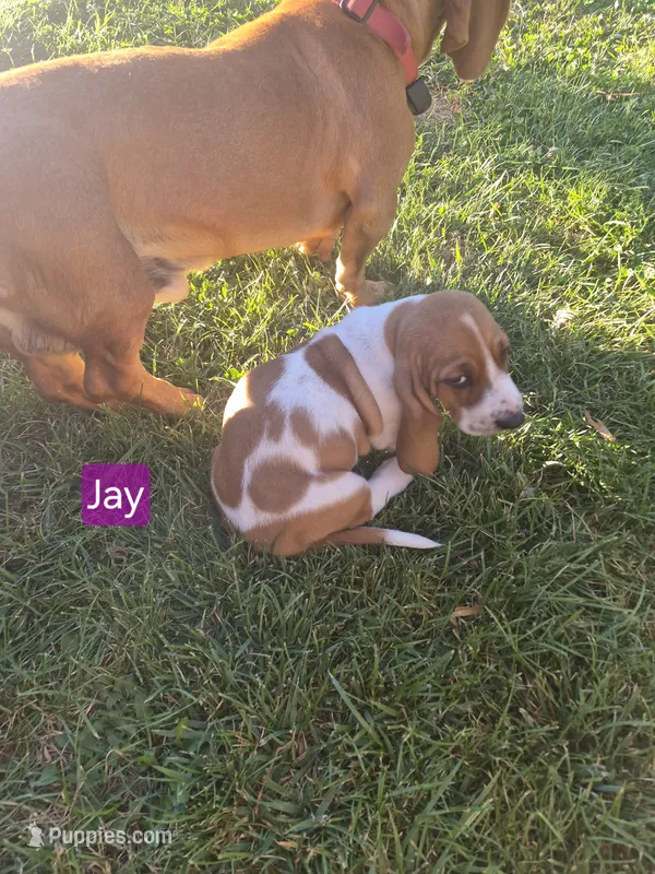 Jay – Basset Hound puppy for sale in Aztec, NM