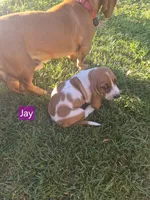 Jay, a male Basset Hound for sale in Aztec, NM – 1 of 9