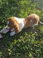 Jetsum, a female Basset Hound for sale in Aztec, NM – 5 of 7